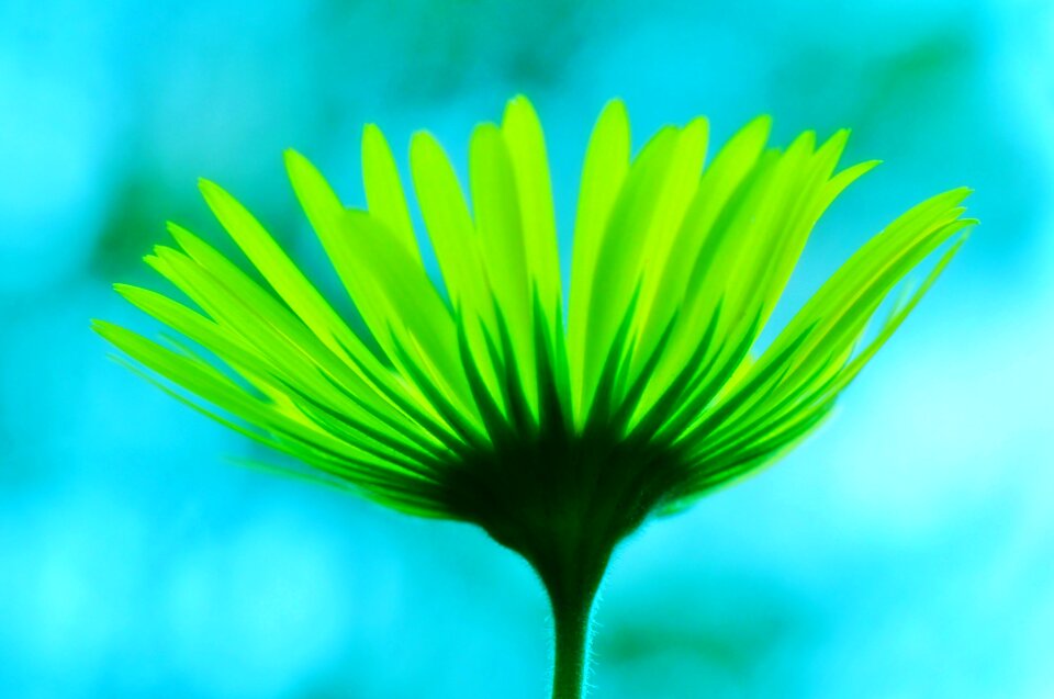 Doronicum nature amsterdam