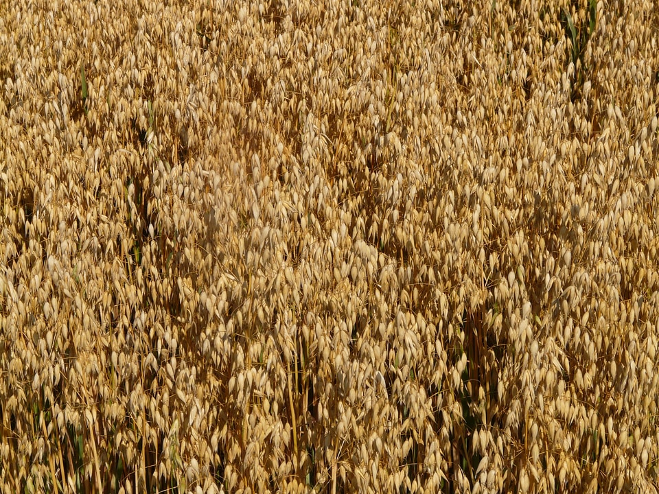 Arable cereals grain