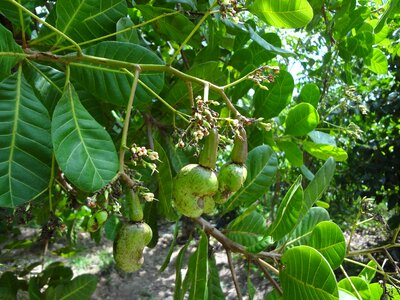 Tree leaves