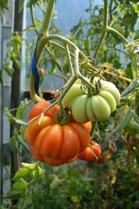 Food agriculture vitamins