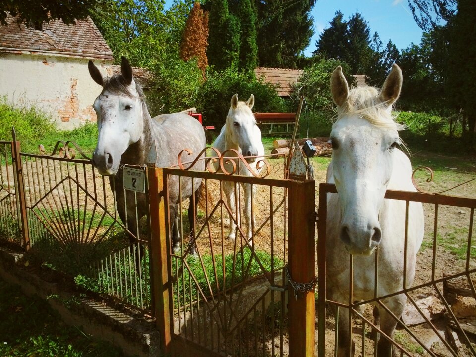 Animal farm summer