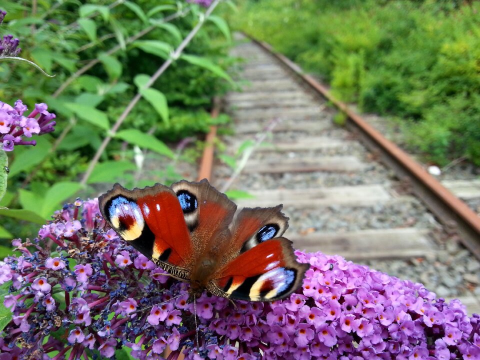 Flower summer spring