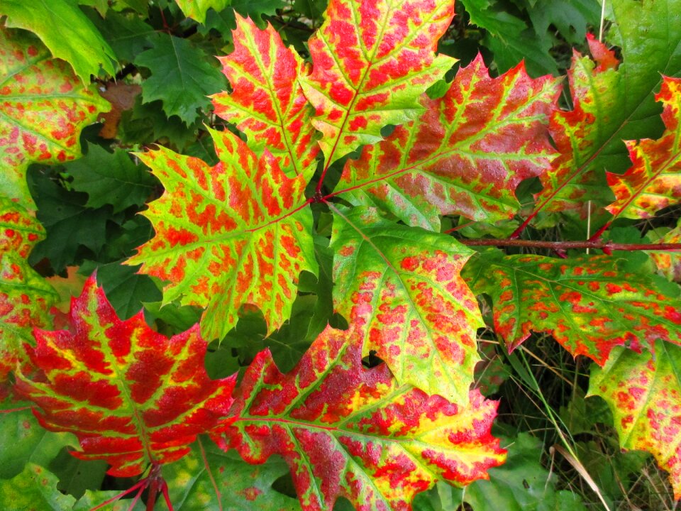 Fall leaves tree golden autumn