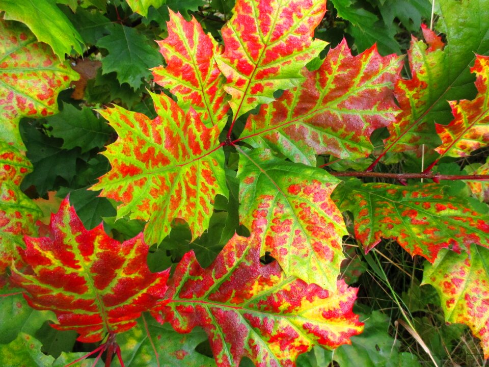 Fall leaves tree golden autumn photo