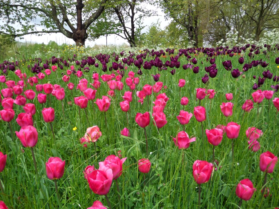 Mainau spring purple