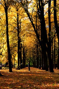 Warsaw autumn park photo