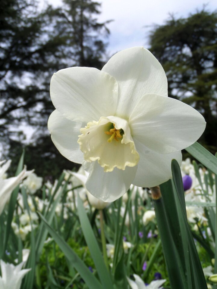 Mainau spring blossom