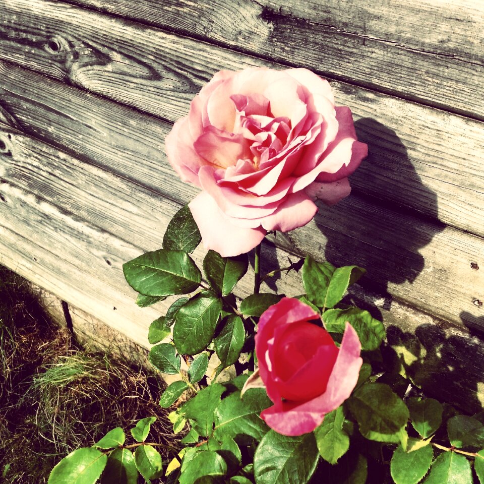 Nature vintage decoration