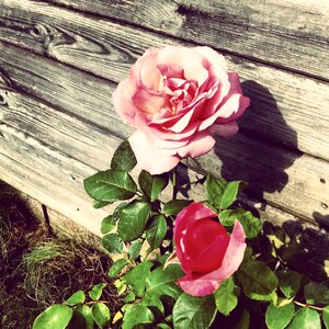 Nature vintage decoration