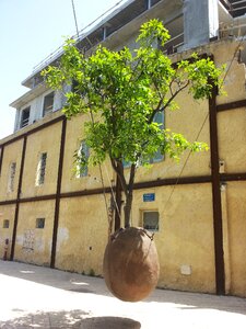 Tree pot in the air