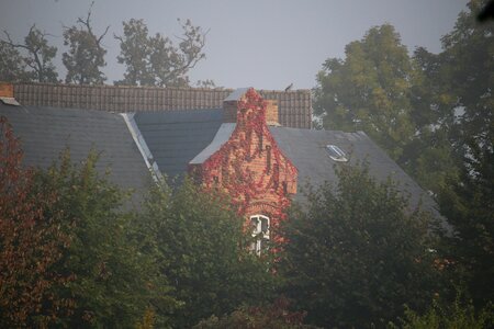 Vine fall foliage fall color