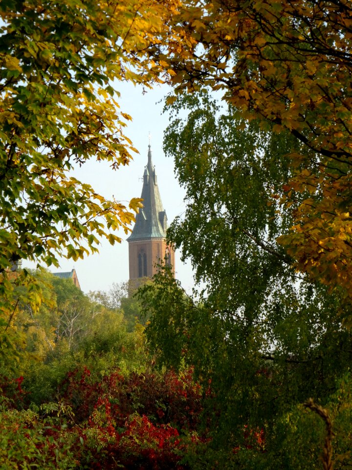 Foliage autumn nature
