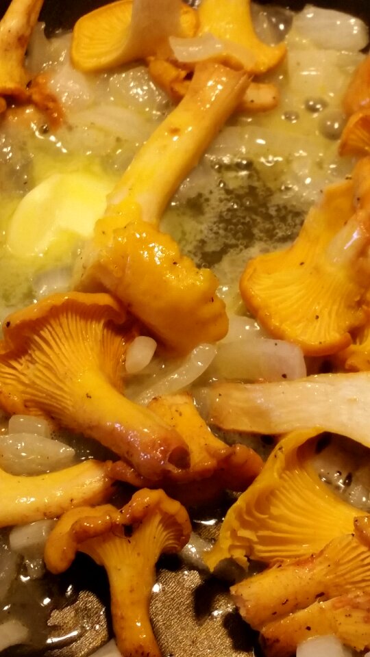Chanterelle mushrooms autumn mushrooms frying