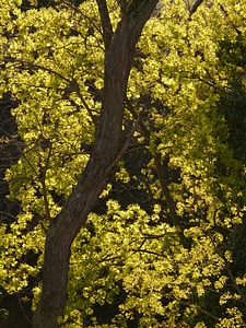Tree leaves backlighting photo