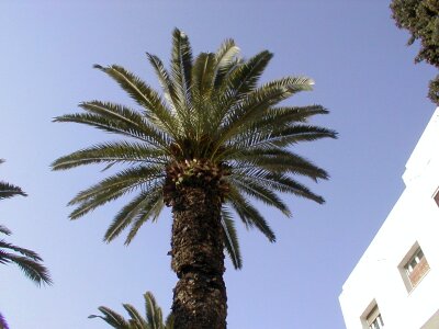 Palm summer holiday