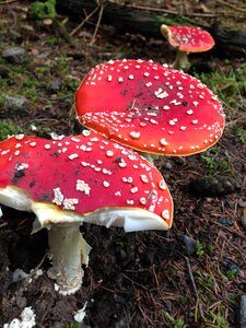 Mushroom toxic spotted photo