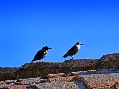 Texas sky motacilla alba