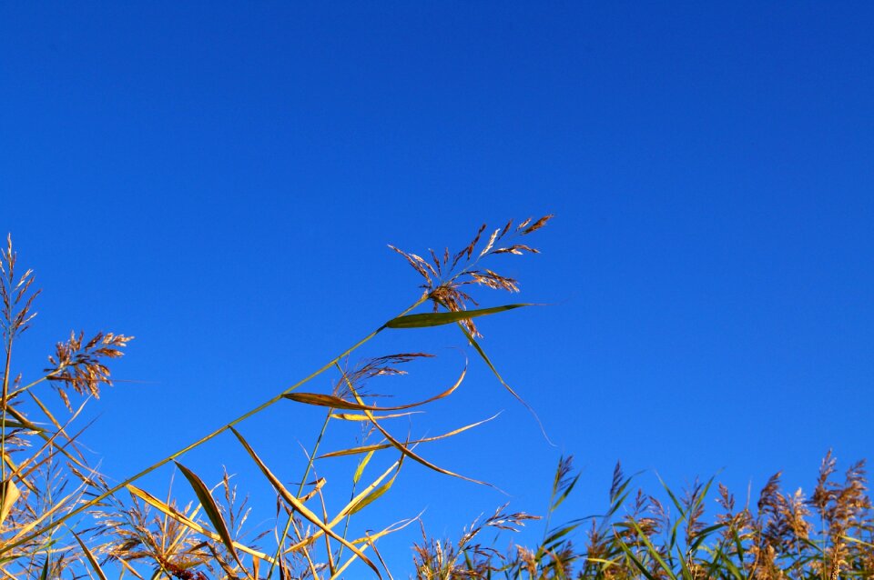 Nature lake grass