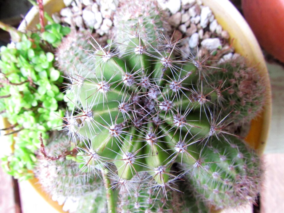 Nature succulent pot