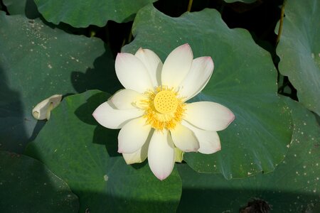 Flowers water lilies nature