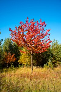 Leaves nature cherry sheets photo