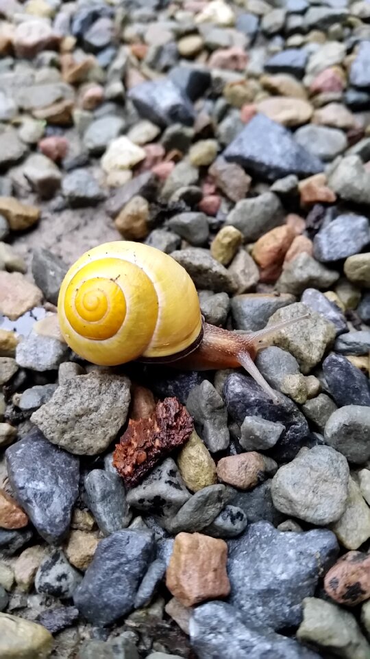 Snail gravel awareness