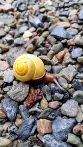 Snail gravel awareness