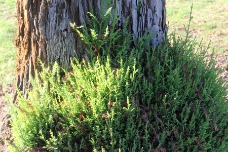 Landscape plant forest