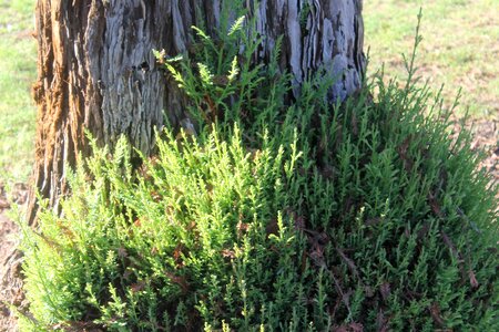 Landscape plant forest photo