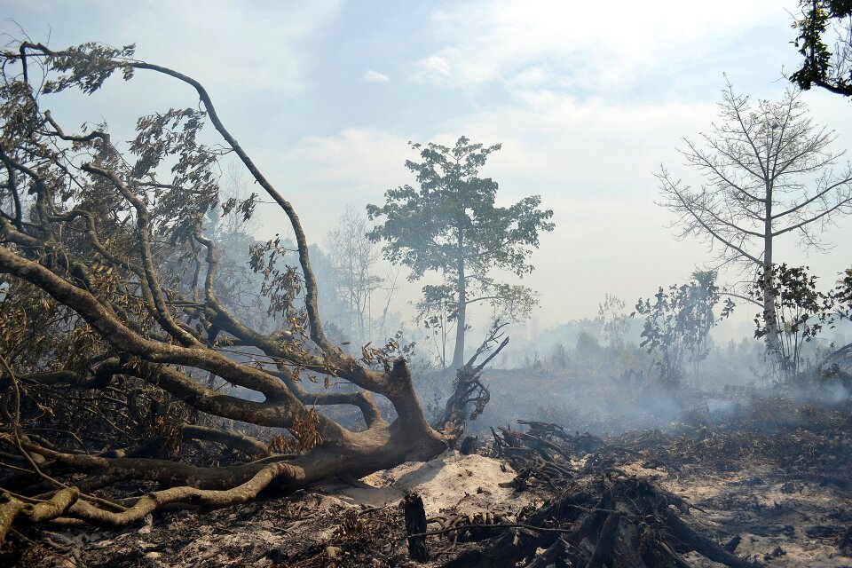 Fire danger burning tree