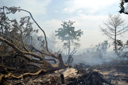 Fire danger burning tree