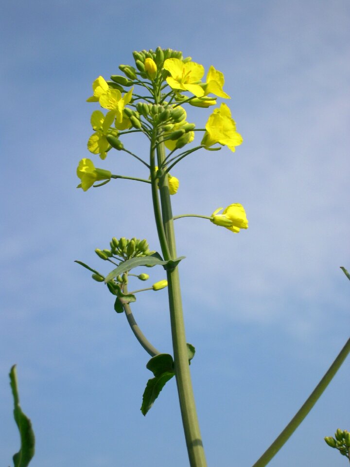 Agriculture field flower