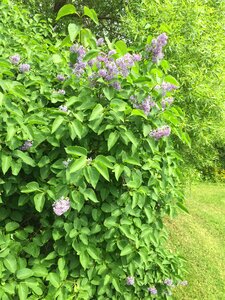 Leaves purple green photo