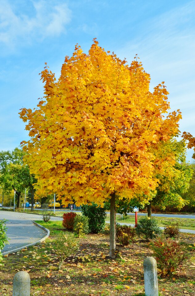 Autumn colours tree leaves