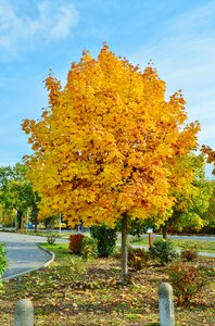 Autumn colours tree leaves