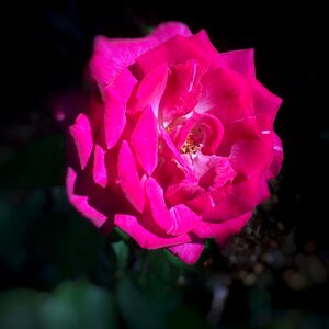 Rose garden