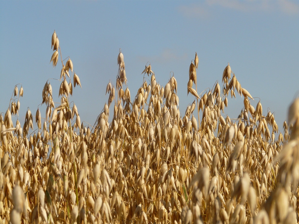 Arable cereals grain