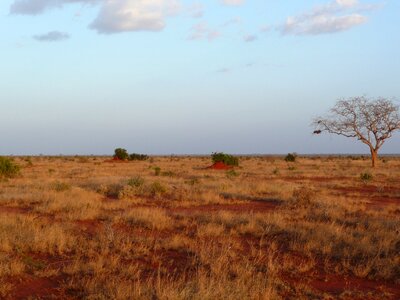 Africa landscape safari