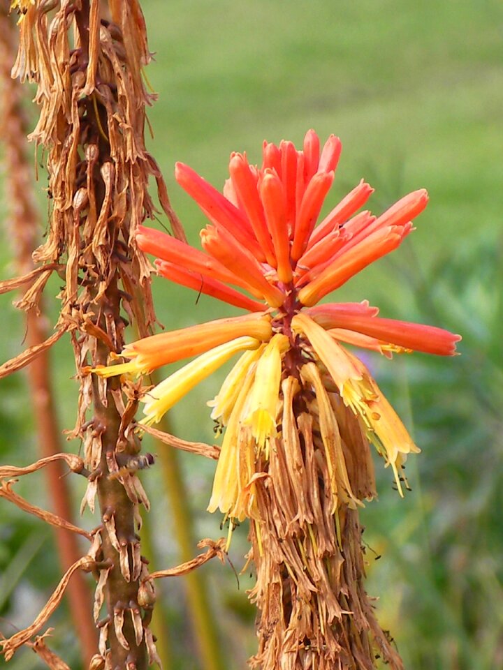 Orange flower plant garden