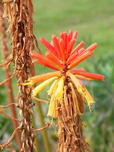 Orange flower plant garden
