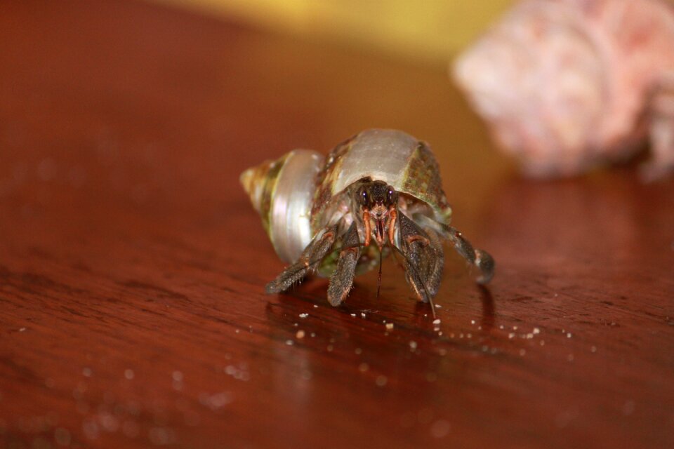 Bernard terrestrial hermit animal shell