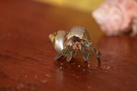 Bernard terrestrial hermit animal shell