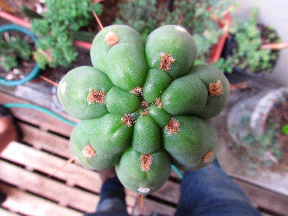 Natural green succulent