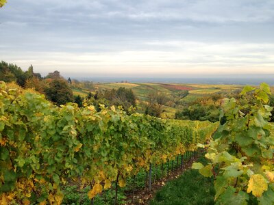 Autumn vine rebstock
