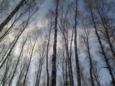 Sky leaves nature