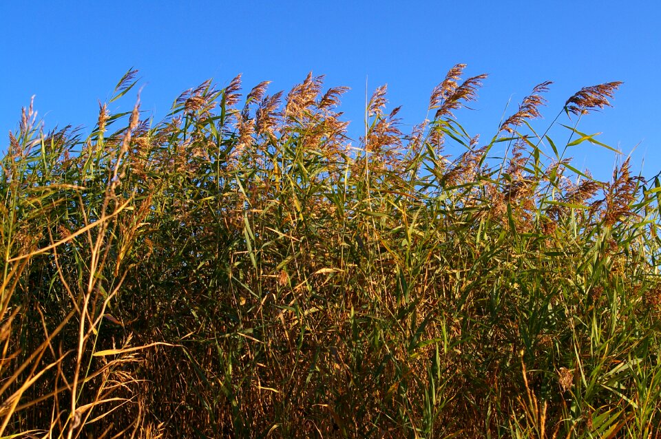 Nature lake grass