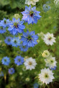 Garden blue flower nigella damascena photo