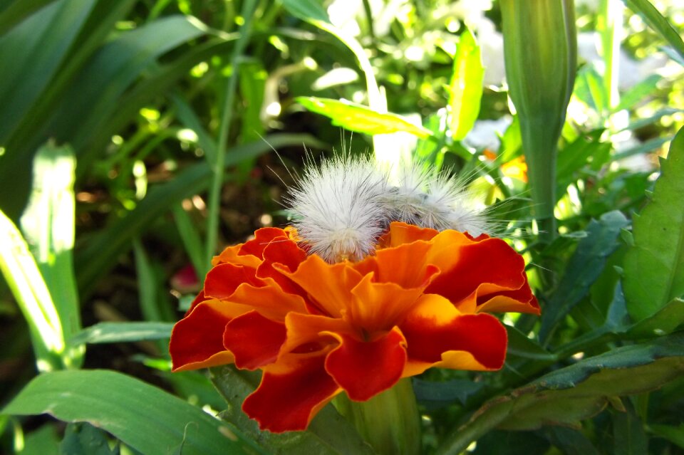 White fuzzy garden