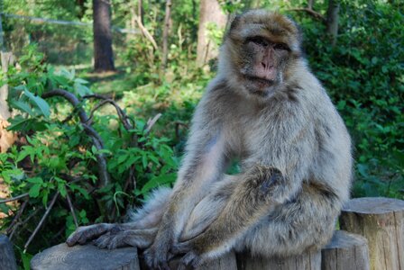 Barbary ape portrait monkey forest