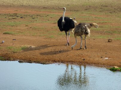 Wilderness wildlife animal world